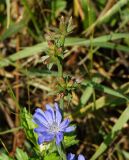 Cichorium intybus