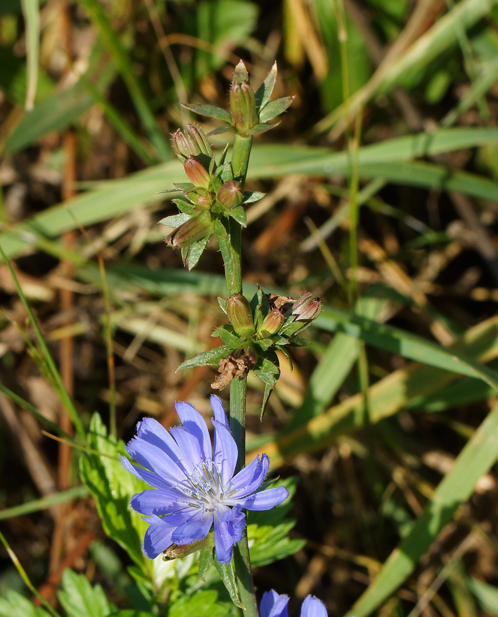 Image of Cichorium intybus specimen.