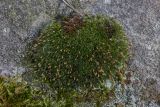 Grimmia longirostris