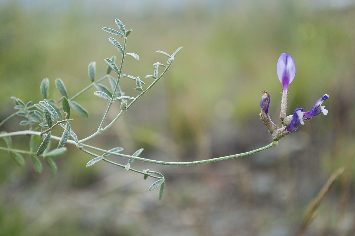 Изображение особи Astragalus stenoceras.