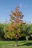 Liquidambar styraciflua