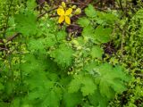 Chelidonium majus