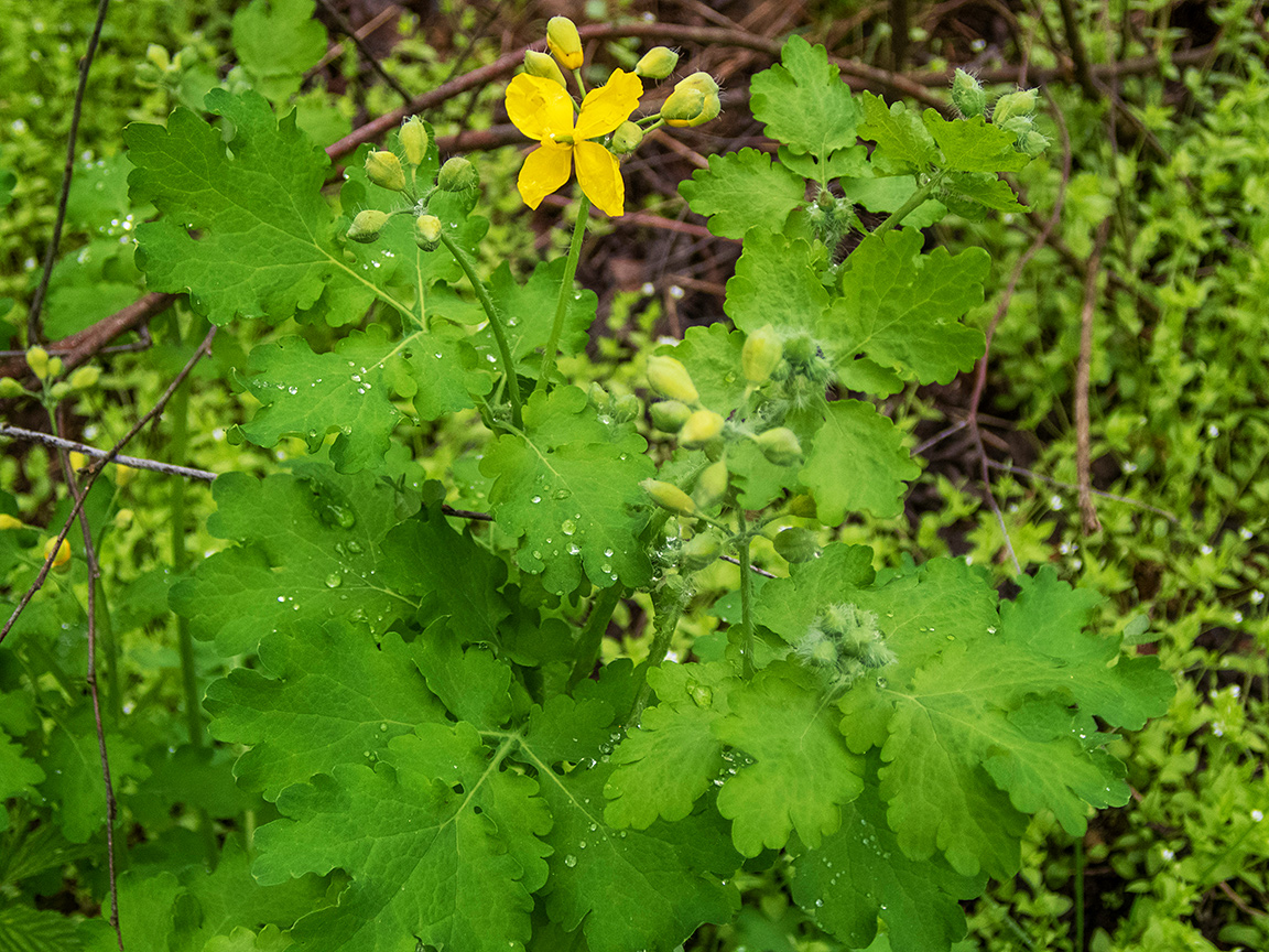 Изображение особи Chelidonium majus.