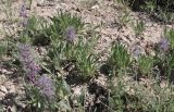 Stachys lavandulifolia