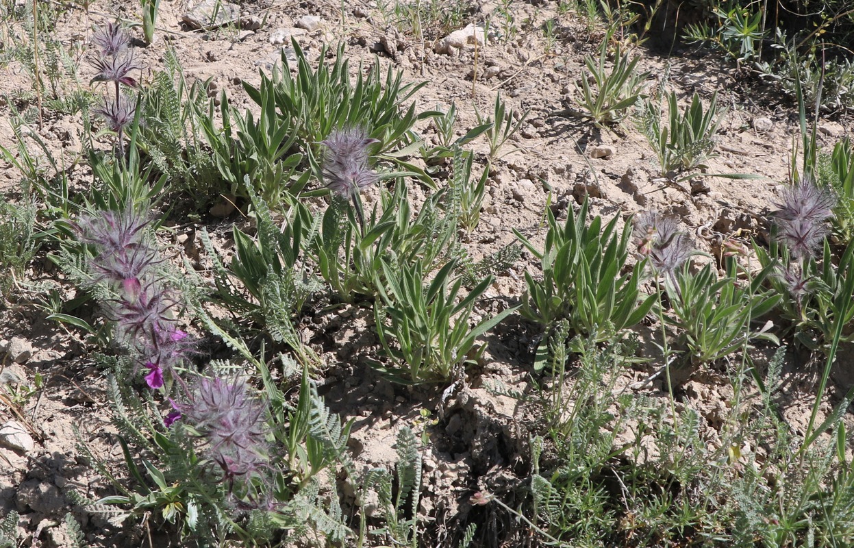 Изображение особи Stachys lavandulifolia.