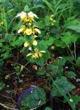 Galeobdolon luteum