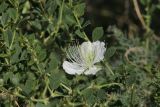 Capparis herbacea