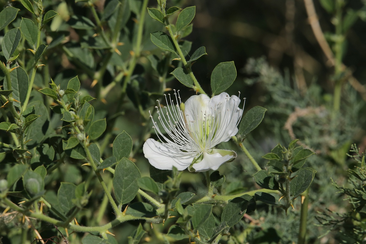 Image of Capparis herbacea specimen.