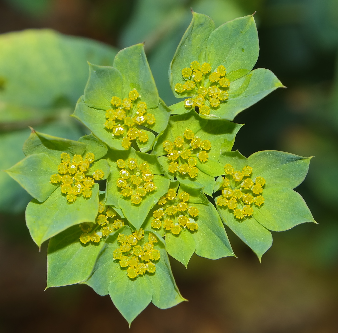 Изображение особи Bupleurum rotundifolium.