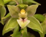 Epipactis helleborine. Цветок. Карелия, Лахденпохский р-н, окр. пос. Ихала, небольшой участок молодых ив на краю дороги через сосновый лес. 22.07.2020.