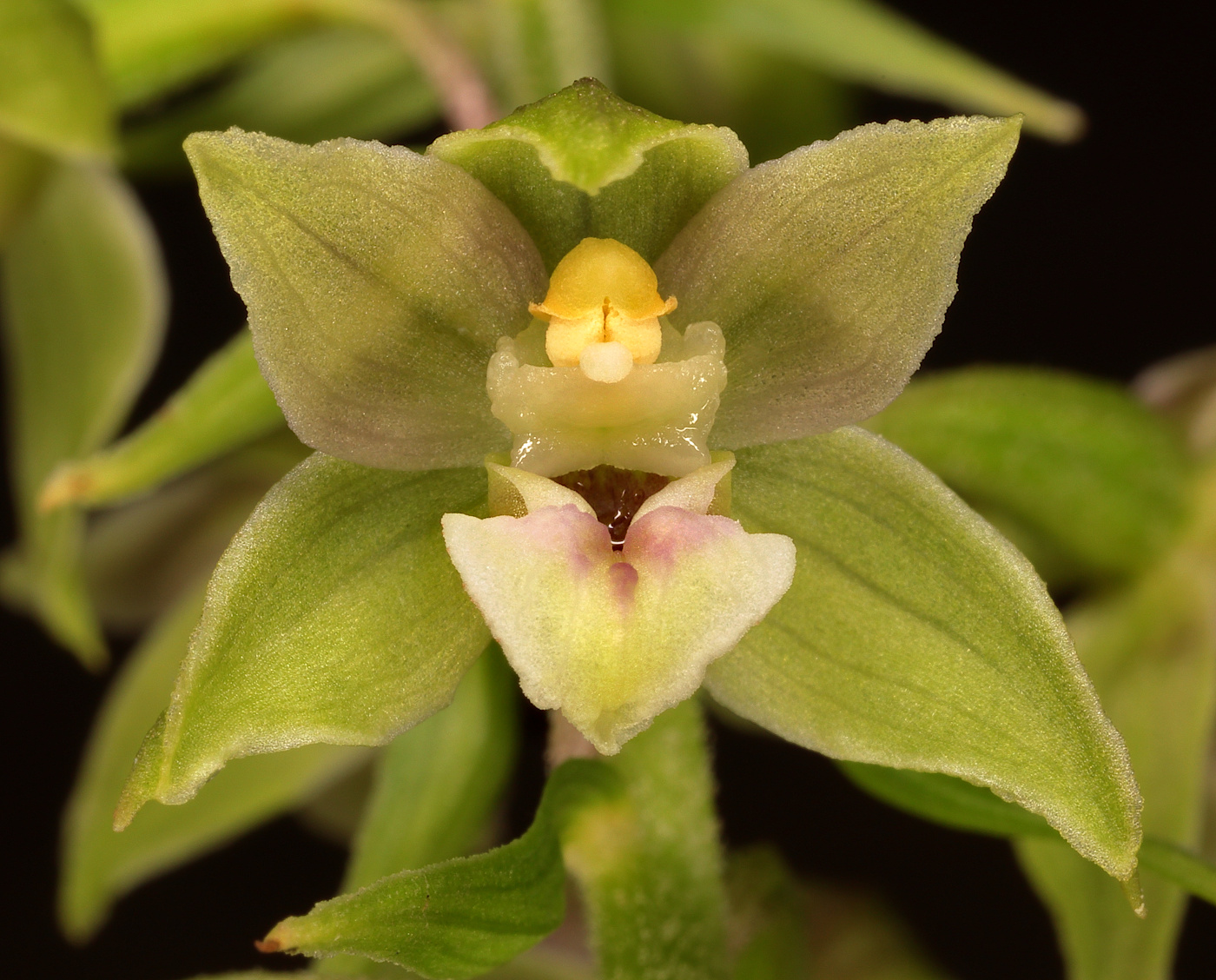 Изображение особи Epipactis helleborine.