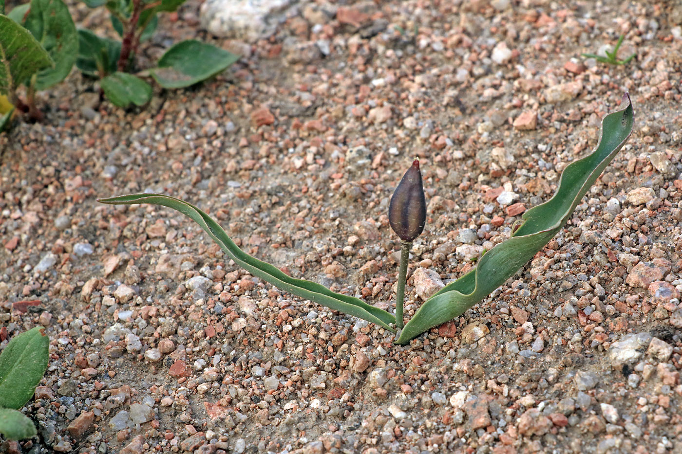 Изображение особи Tulipa dasystemon.