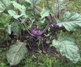 Brassica oleracea variety gongylodes. Вегетирующее растение. Московская обл., Раменский р-н, окр. дер. Хрипань, садовый участок. 13.08.2020.