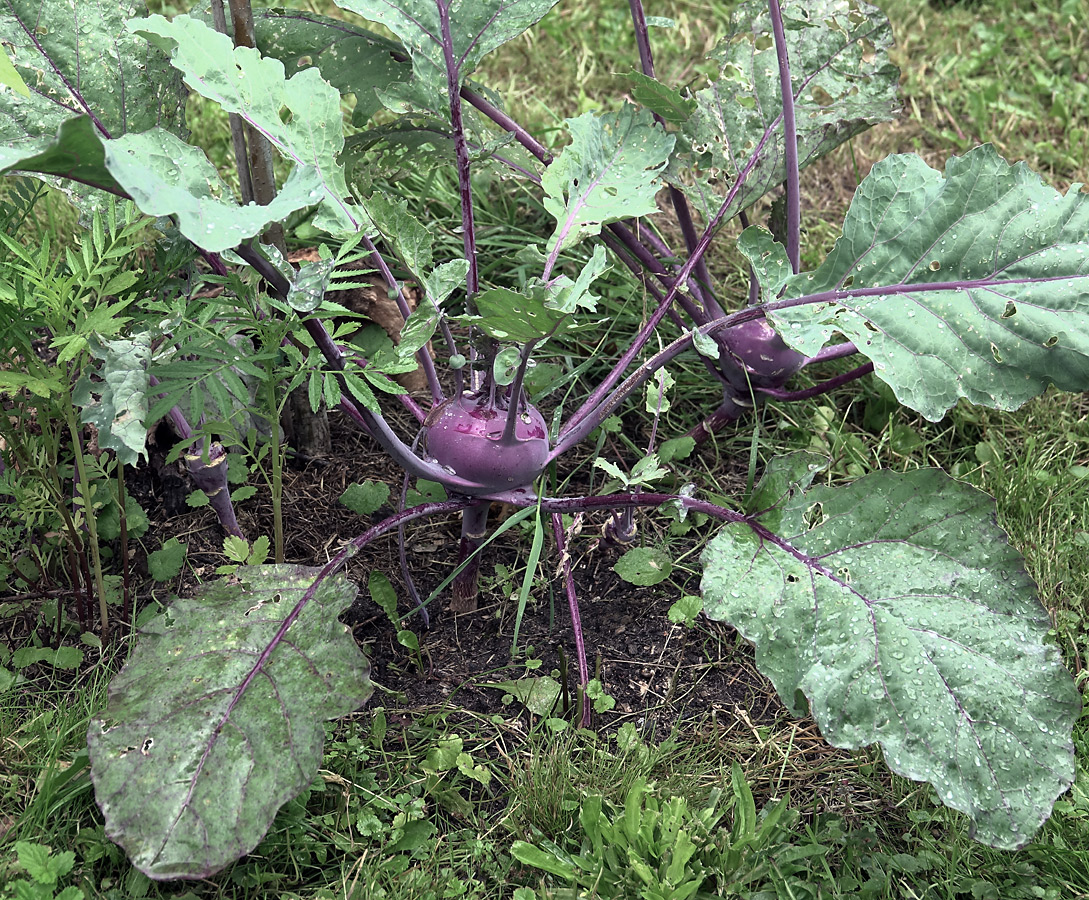 Image of Brassica oleracea var. gongylodes specimen.