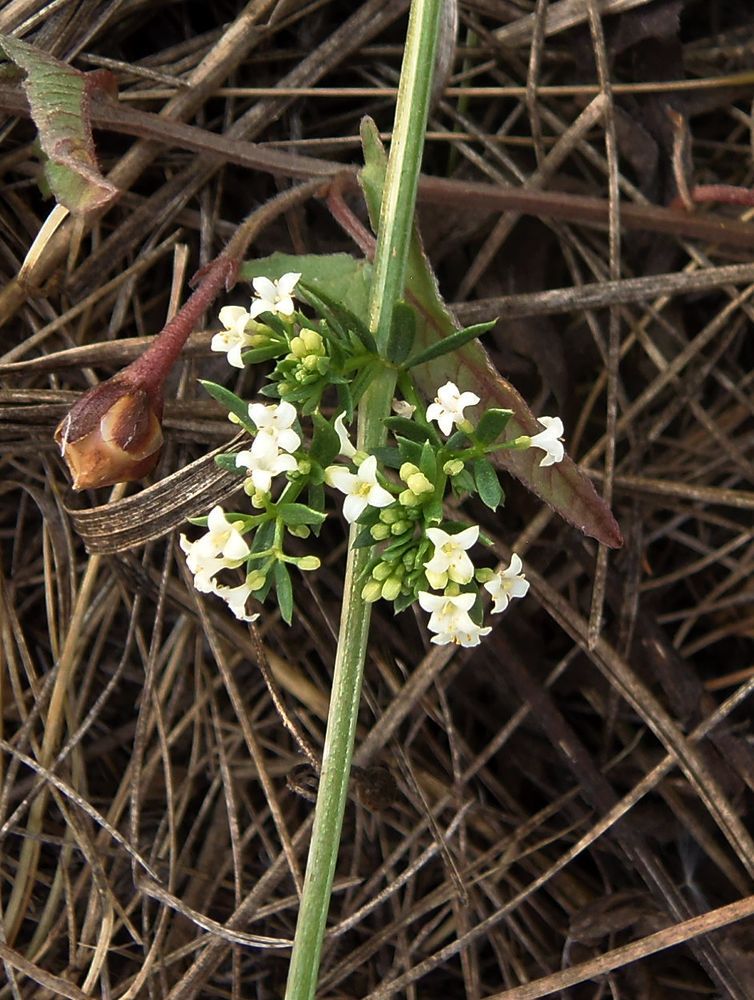 Изображение особи Galium pseudohumifusum.