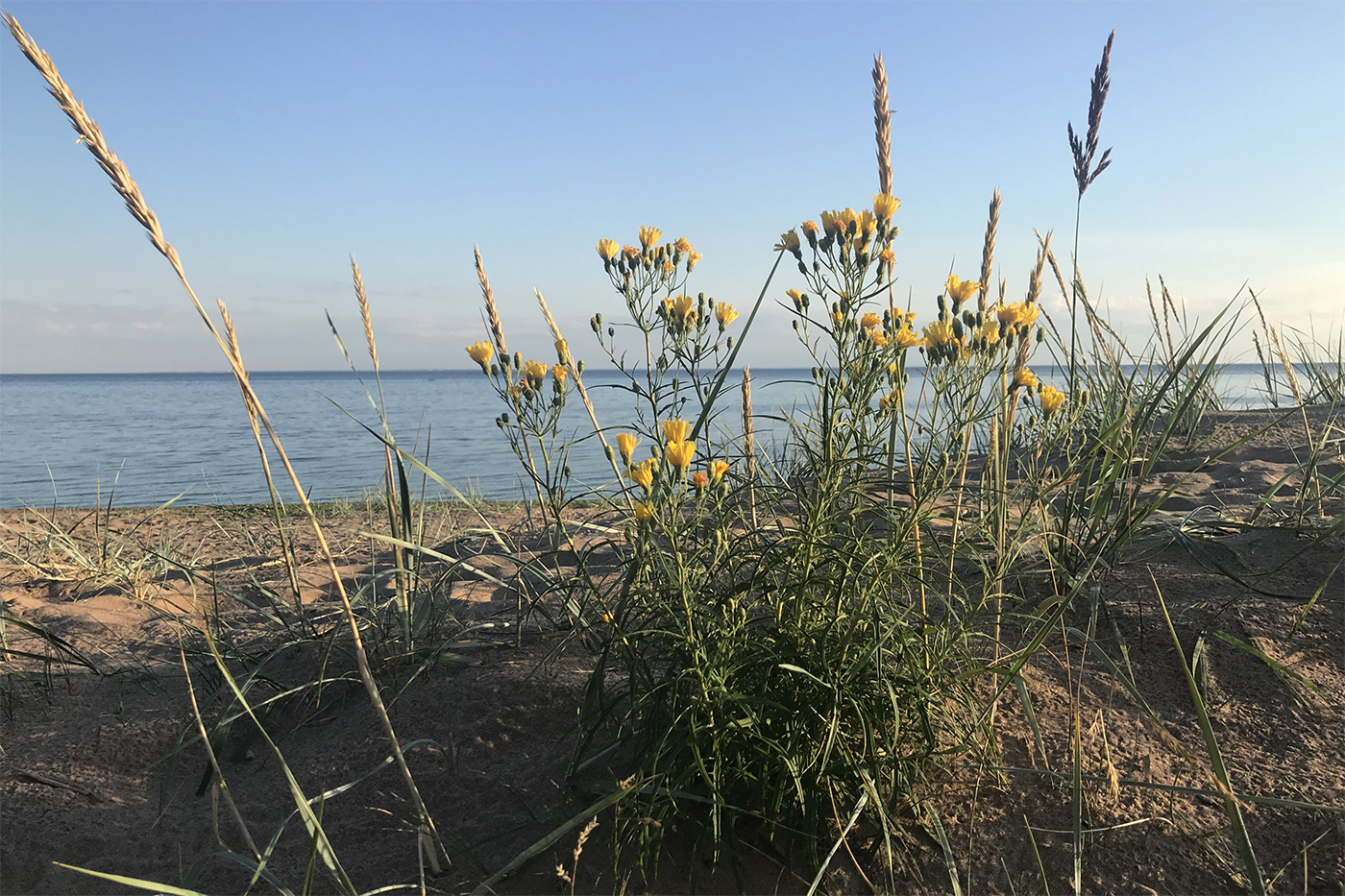 Image of Hieracium umbellatum var. dunale specimen.