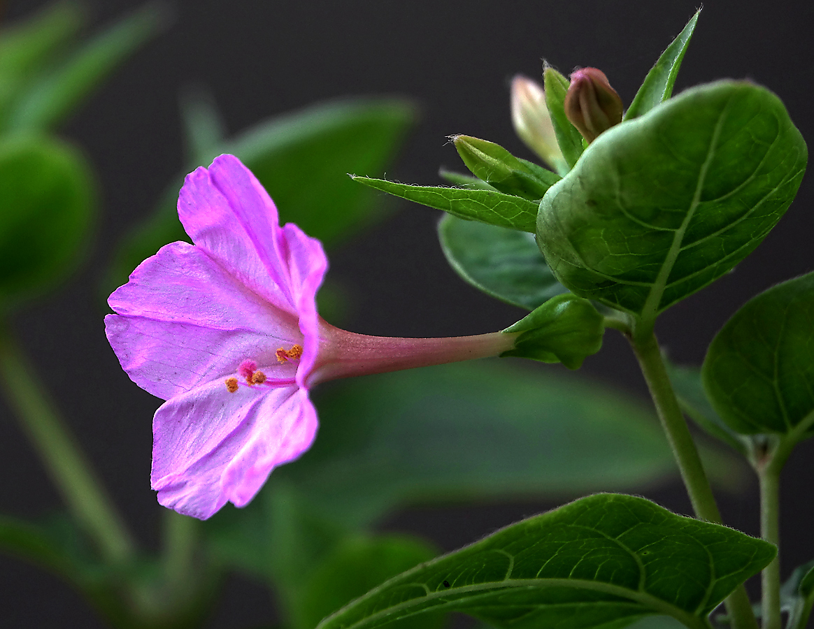 Изображение особи Mirabilis jalapa.