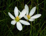 Zephyranthes candida