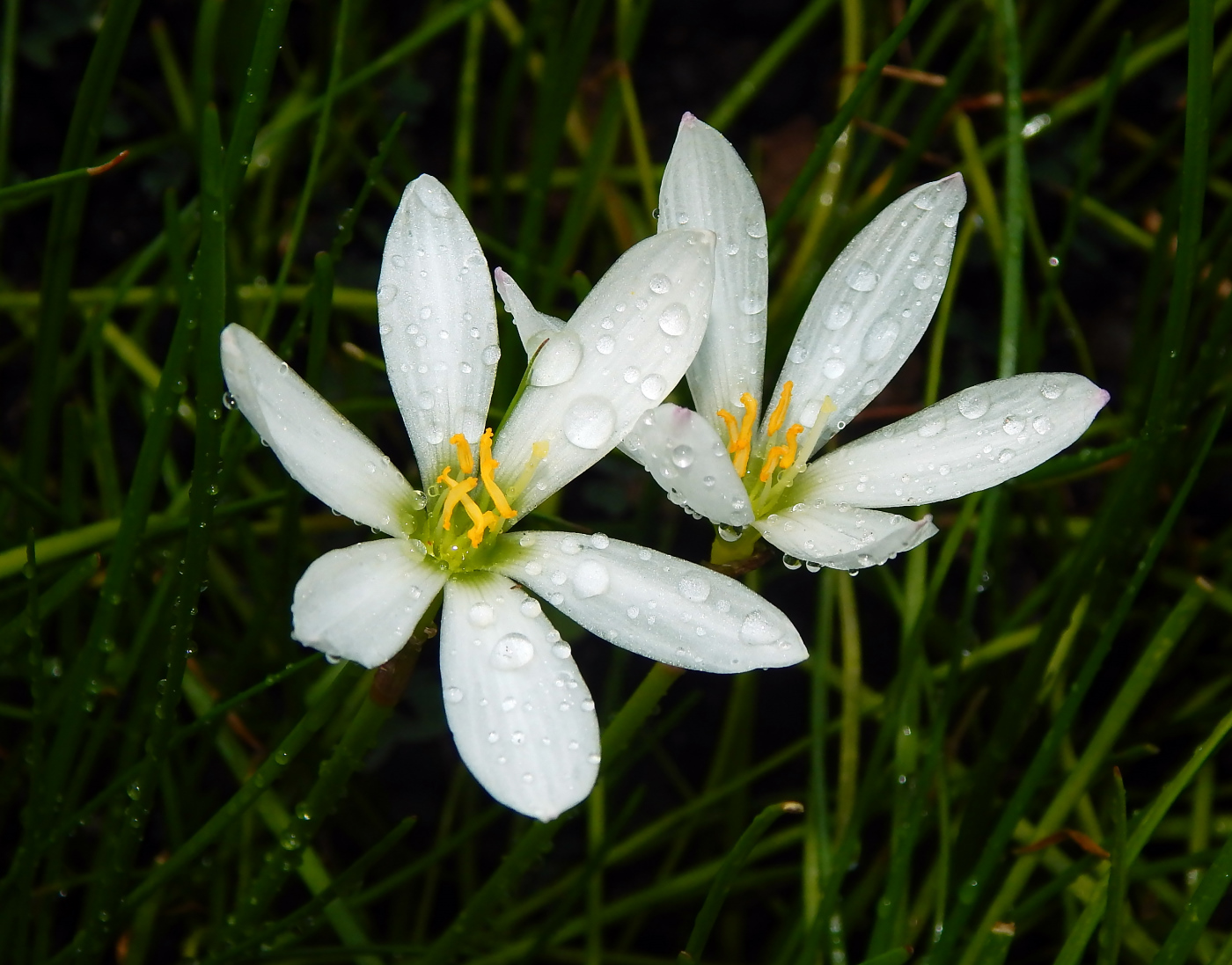Image of Zephyranthes candida specimen.