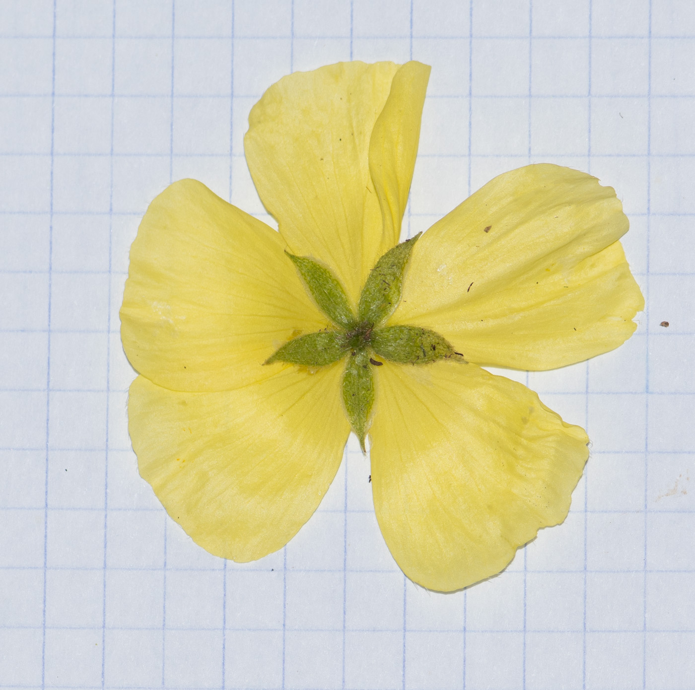 Image of Tribulus zeyheri specimen.