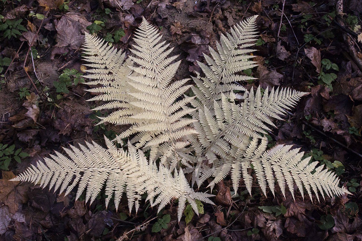 Изображение особи Athyrium filix-femina.