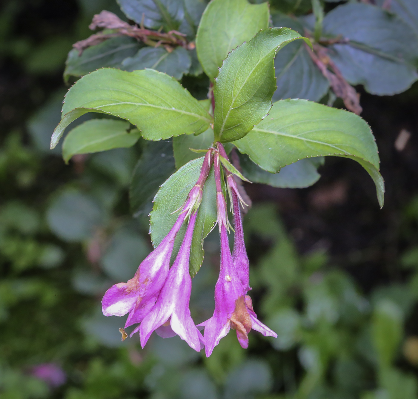 Image of Weigela praecox specimen.