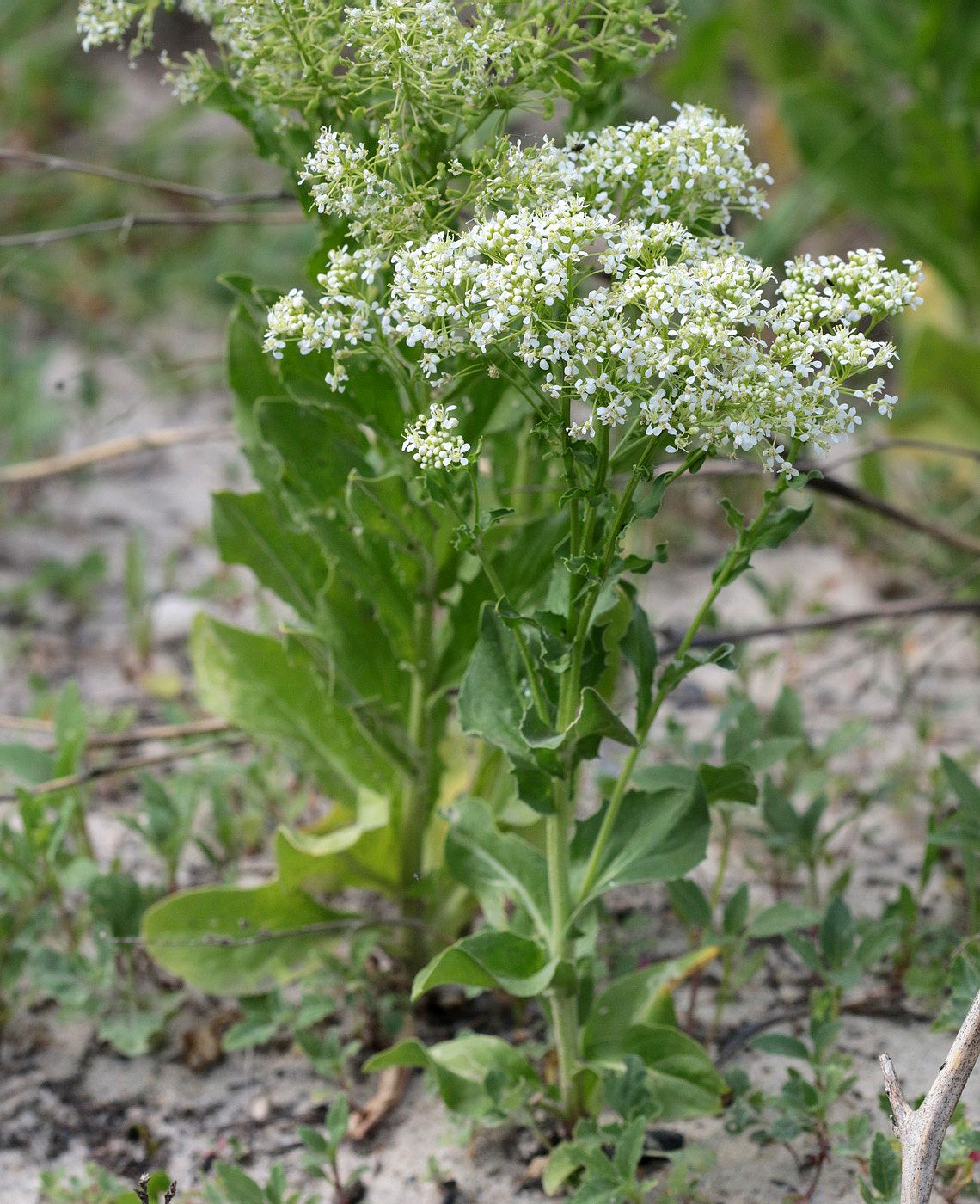 Image of Cardaria draba specimen.