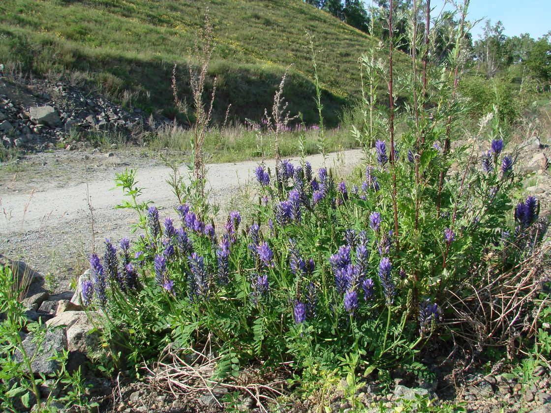 Image of Astragalus adsurgens specimen.