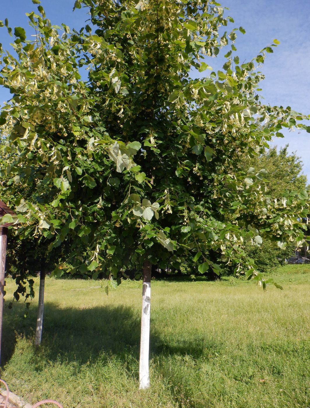 Image of genus Tilia specimen.