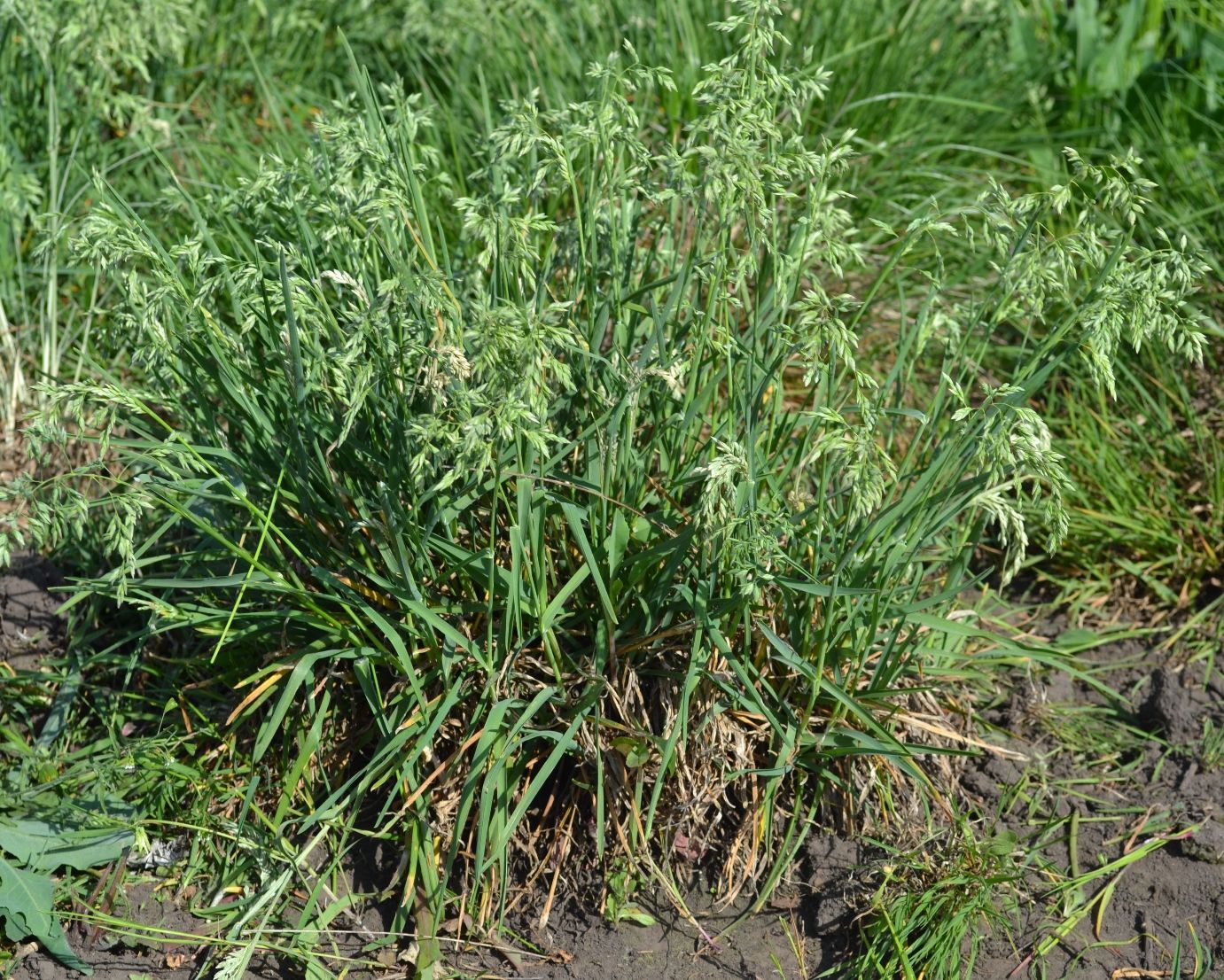 Image of Poa pratensis specimen.