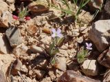 Matthiola parviflora. Ювенильные и молодые цветущие растения. Израиль, окр. г. Арад, каменистая фригана. 04.03.2020.