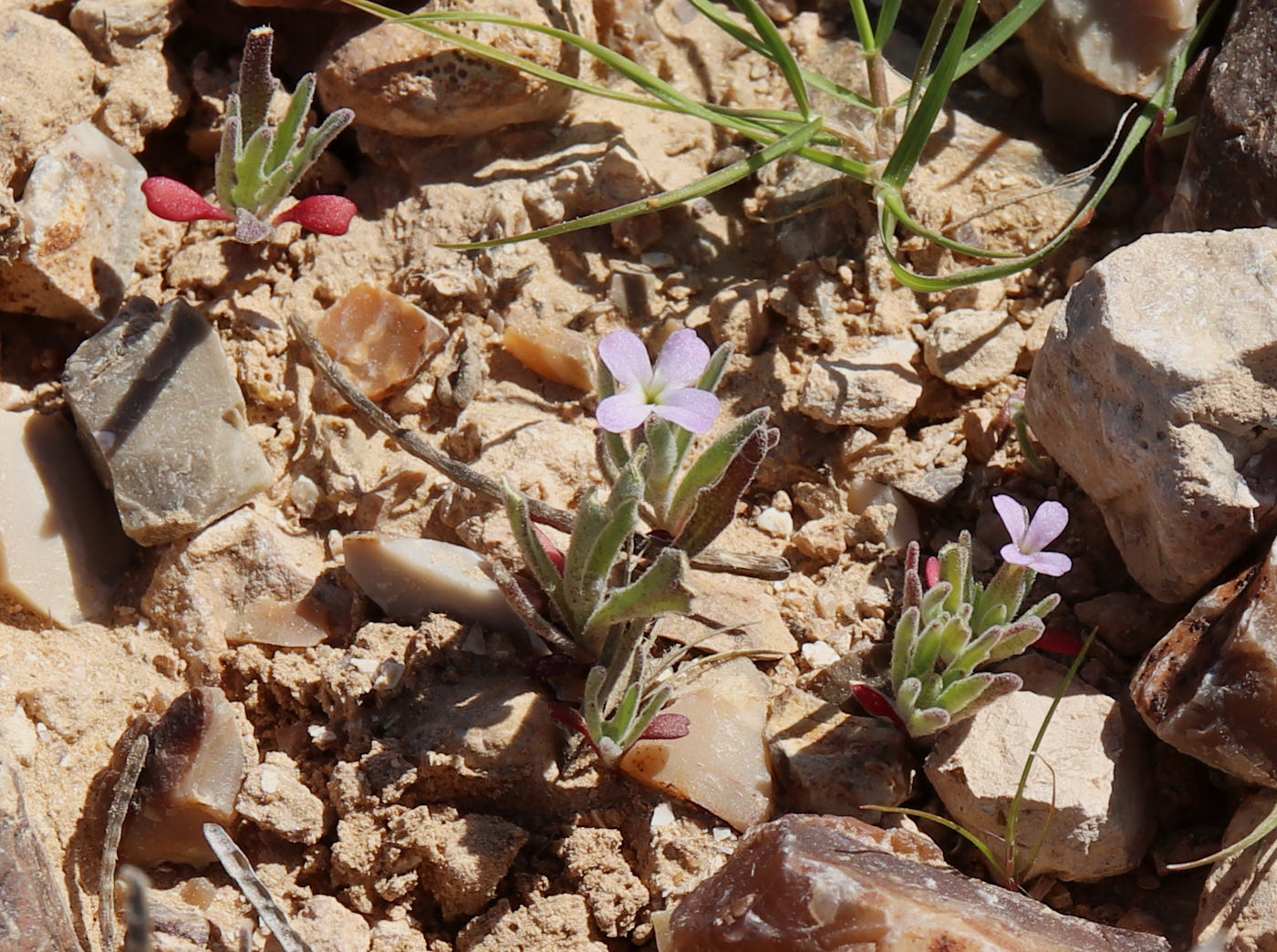 Image of Matthiola parviflora specimen.