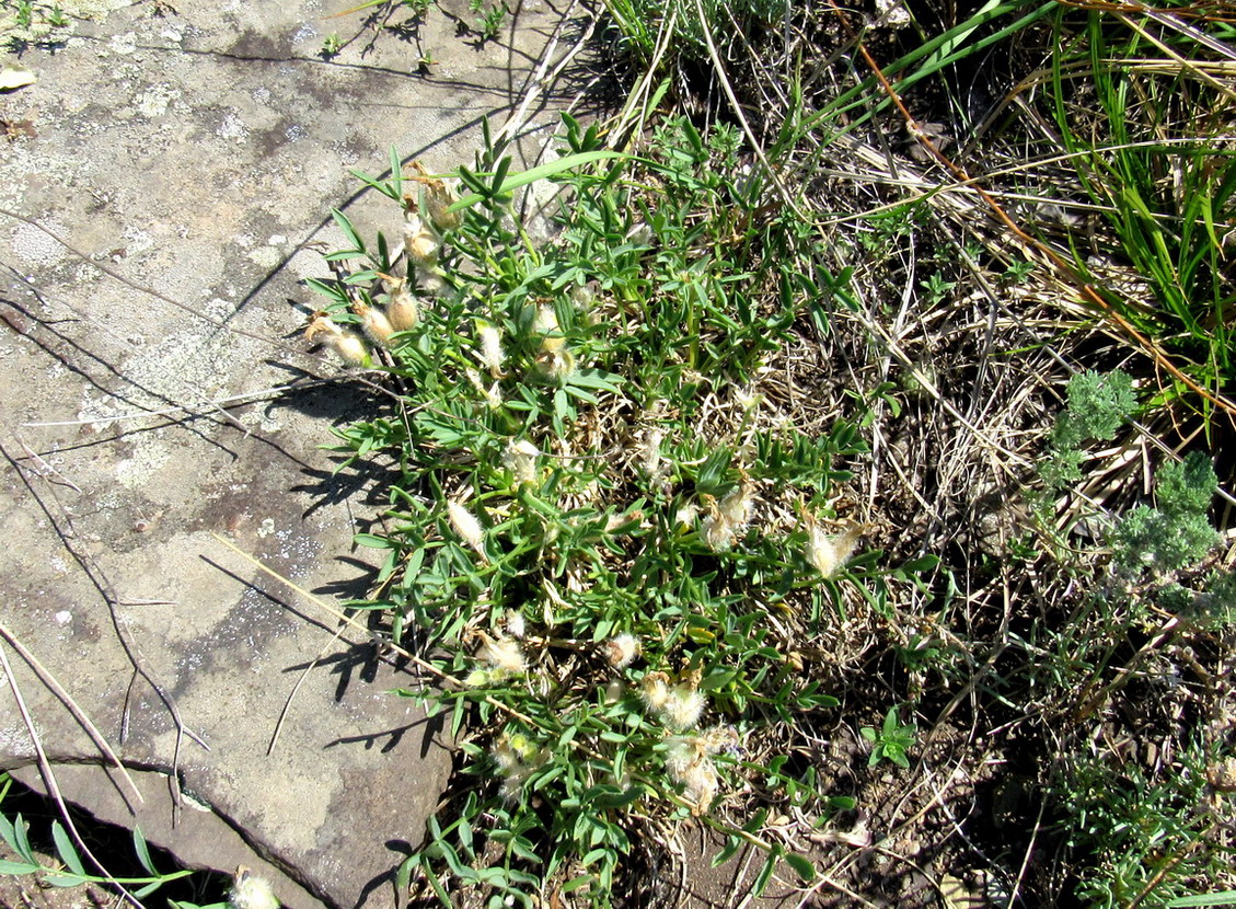 Image of Oxytropis stenofoliola specimen.