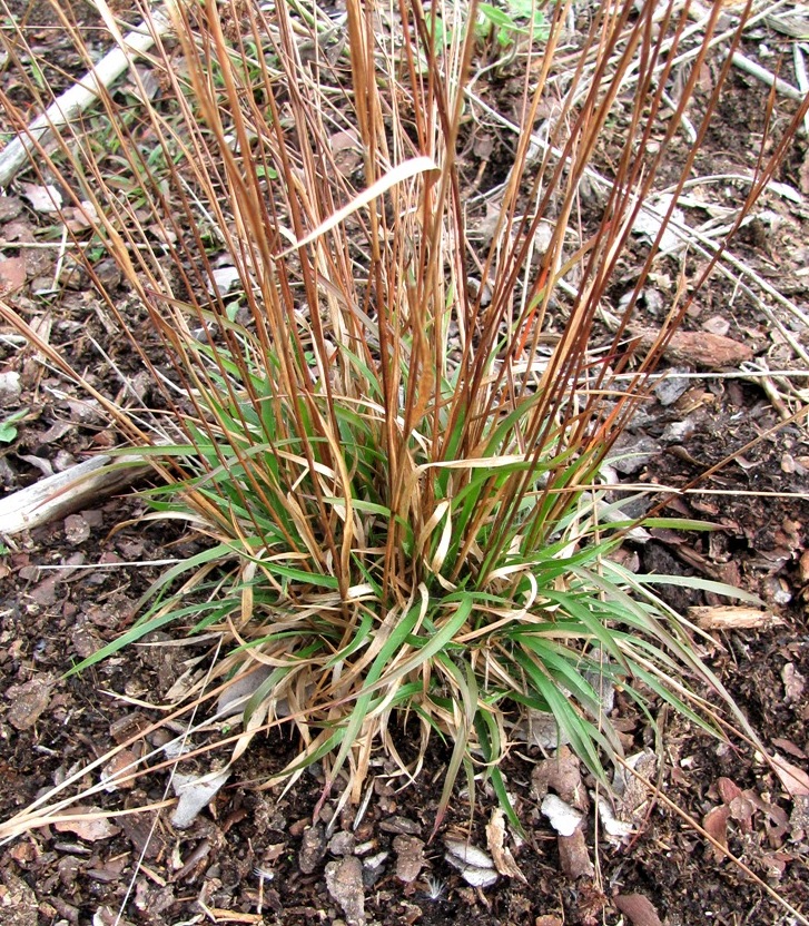 Image of Luzula multiflora specimen.