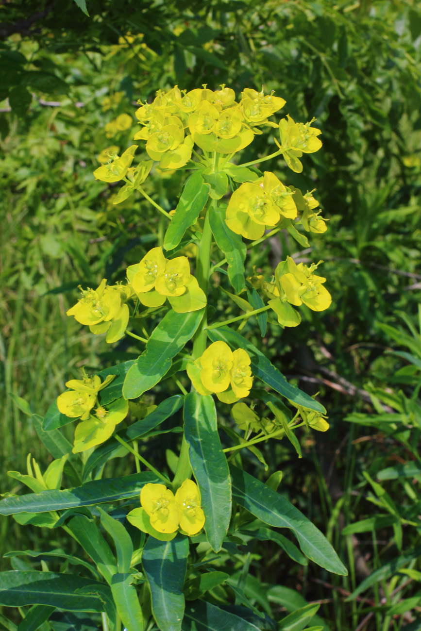 Image of Euphorbia lucida specimen.