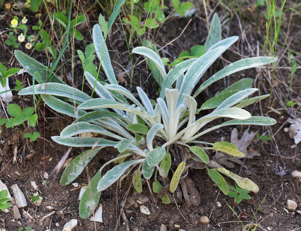 Image of Stachys velata specimen.