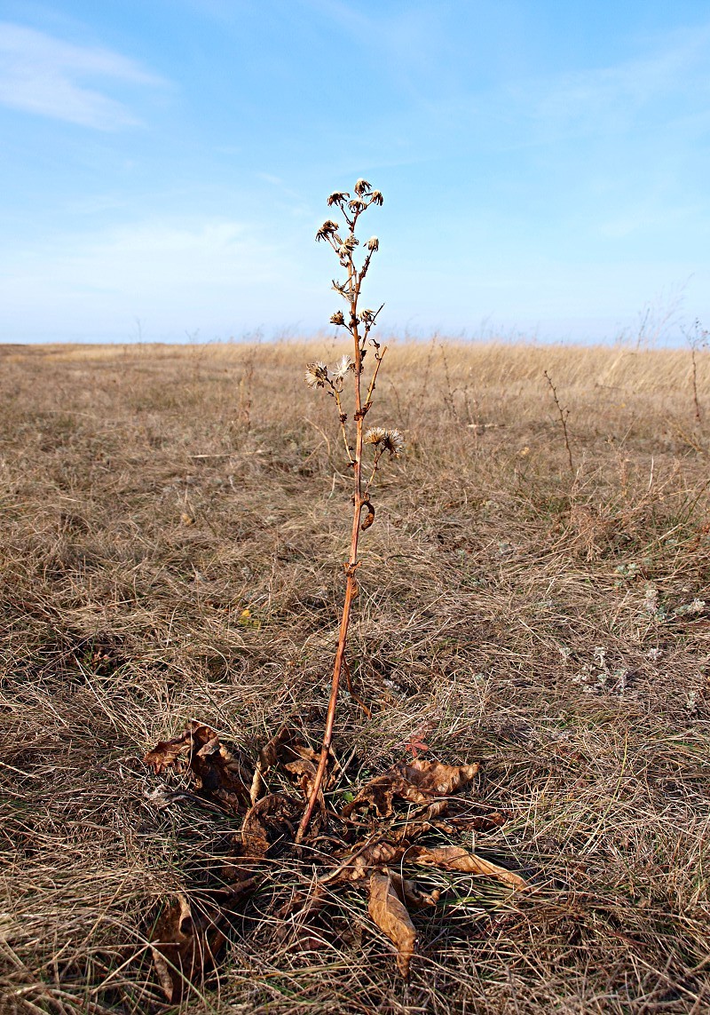 Image of Senecio paucifolius specimen.