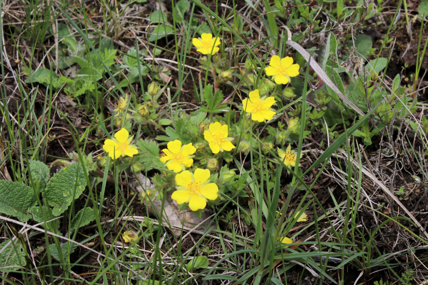 Изображение особи Potentilla heptaphylla.