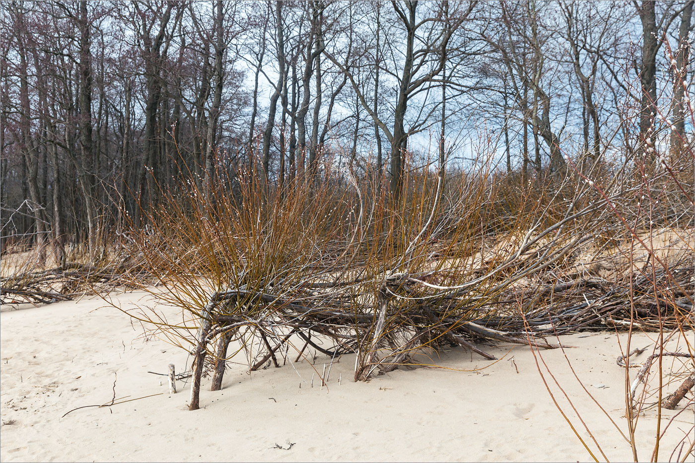 Image of Salix phylicifolia specimen.