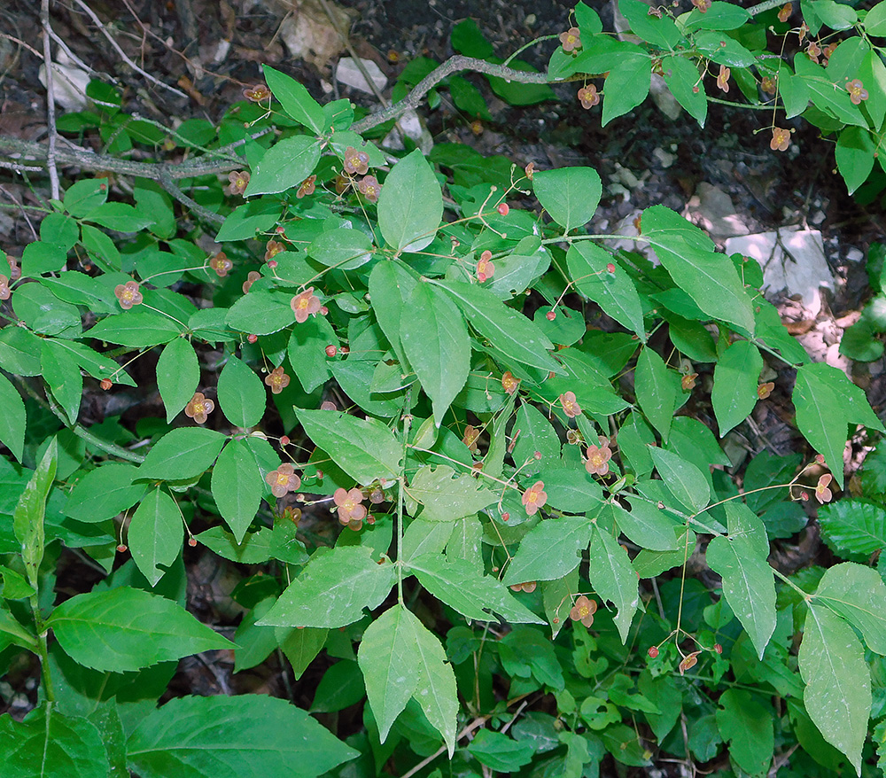 Изображение особи Euonymus verrucosus.