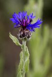 Centaurea depressa
