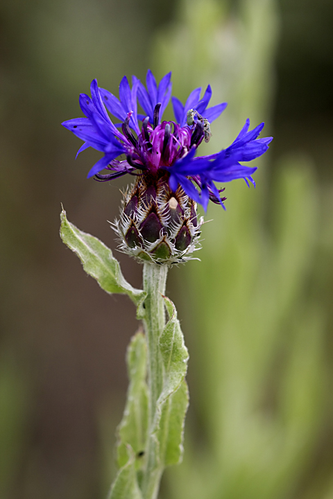 Изображение особи Centaurea depressa.