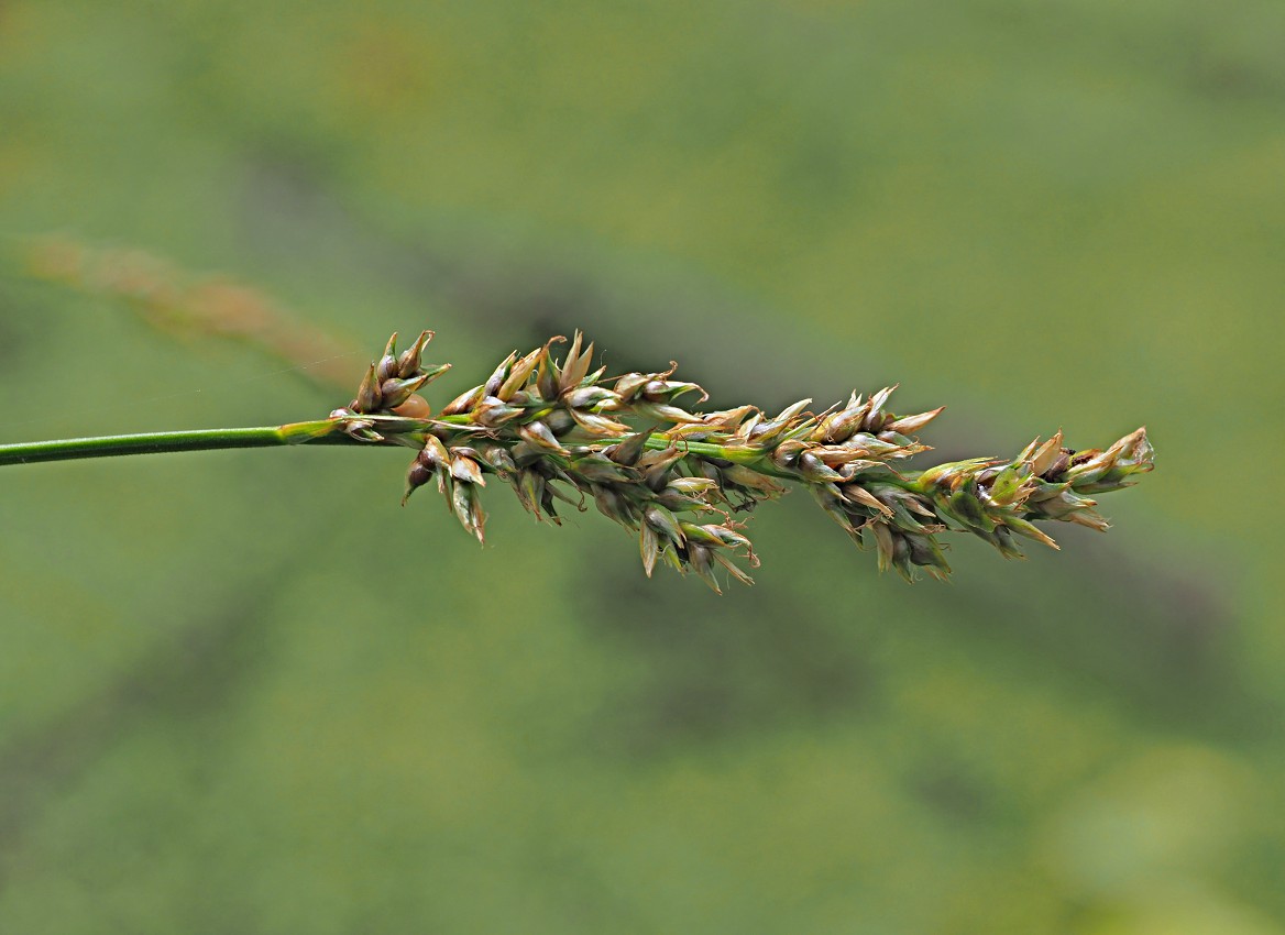 Изображение особи Carex appropinquata.