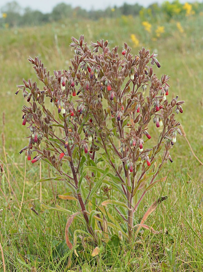 Изображение особи Onosma polychroma.