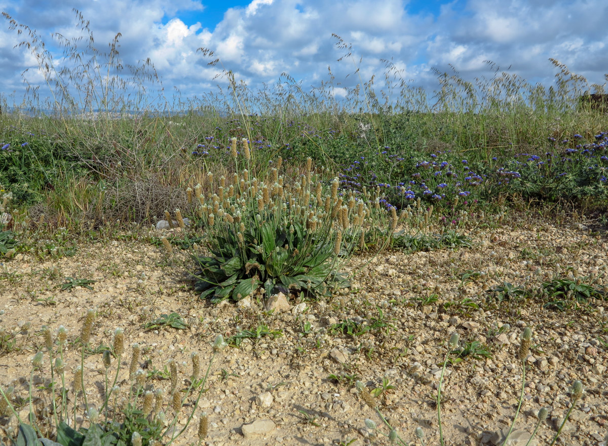 Image of Plantago lanceolata specimen.