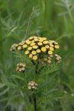 Tanacetum vulgare. Соцветия. Томская обл., г. Томск, окр. Академгородка, разнотравный луг. 02.07.2021.