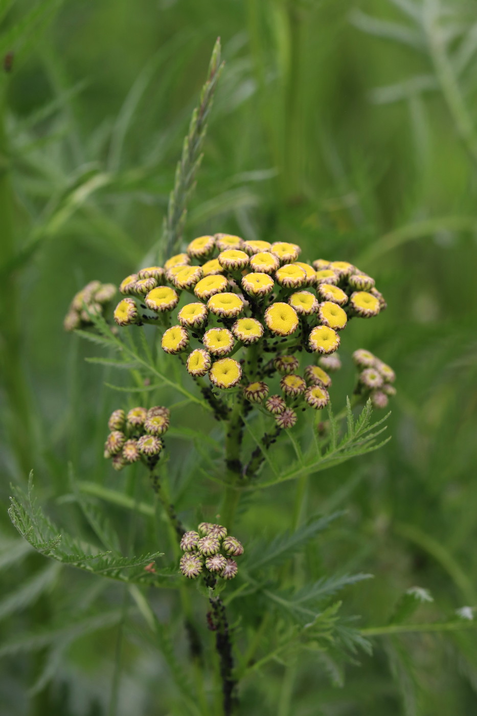 Image of Tanacetum vulgare specimen.