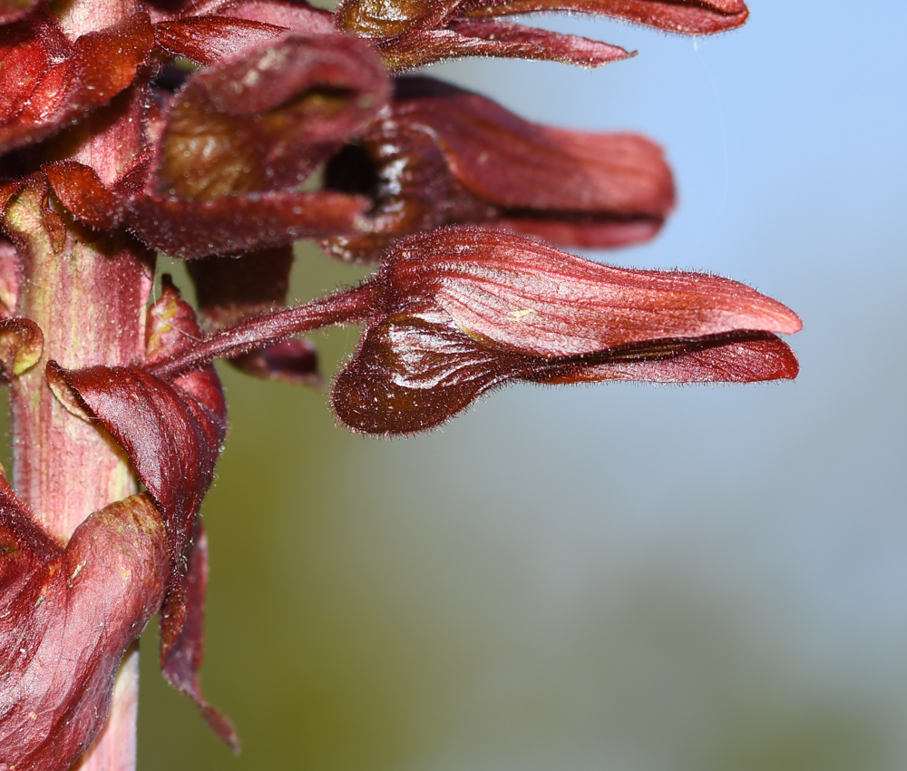 Image of Melianthus major specimen.