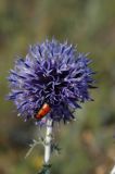 Echinops ruthenicus