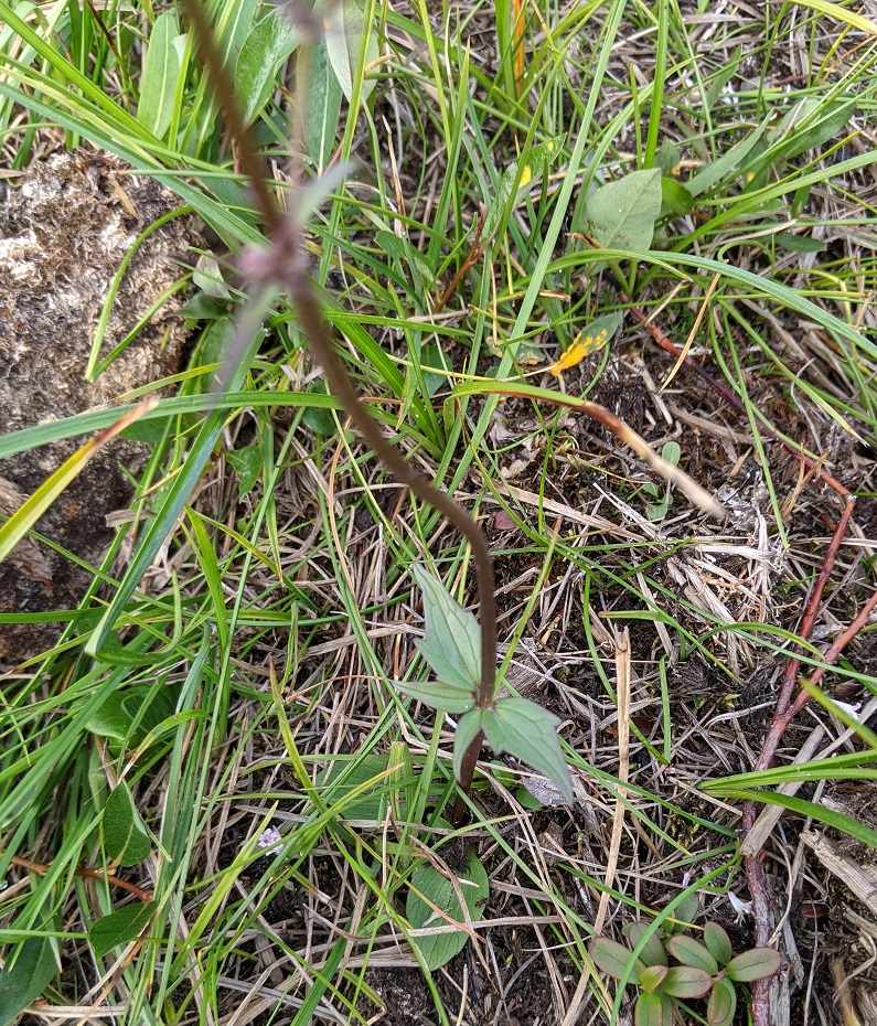 Image of Valeriana capitata specimen.